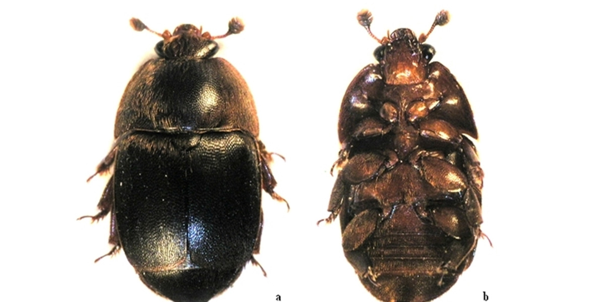 Aethina tumida, l’ombra del coleottero africano sui frutteti italiani